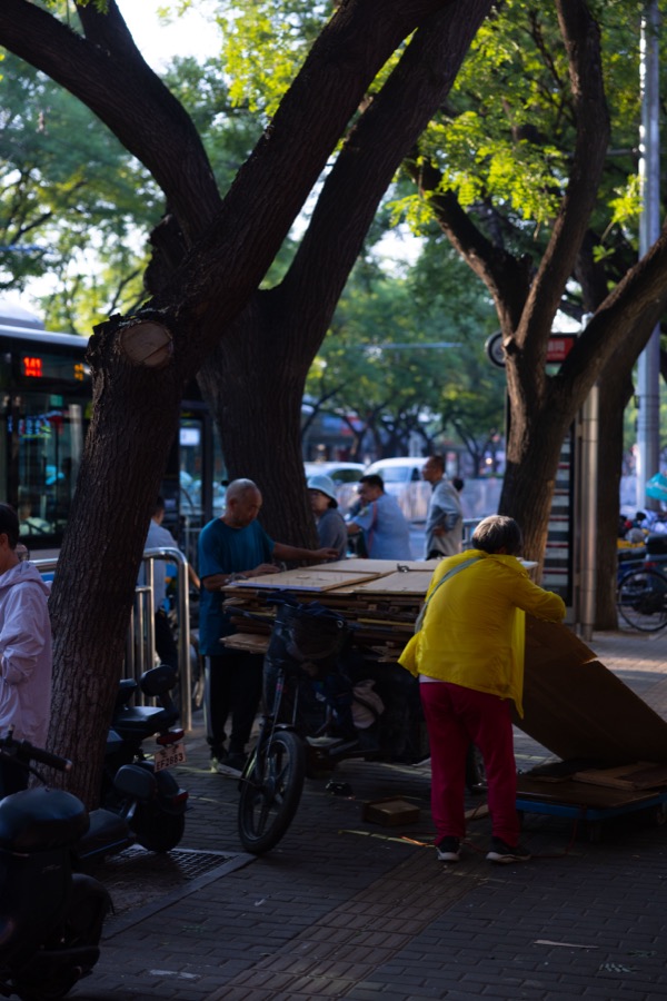 A woman in a yellow jacket stacks flattened cardboard under tall trees on a city sidewalk.