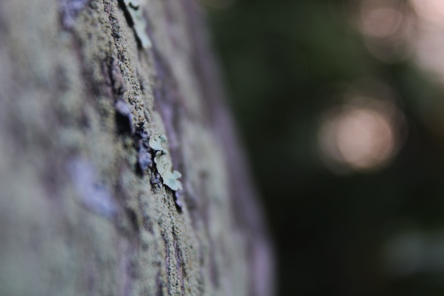 Close-up of lichen on tree bark, with soft out-of-focus light behind it.